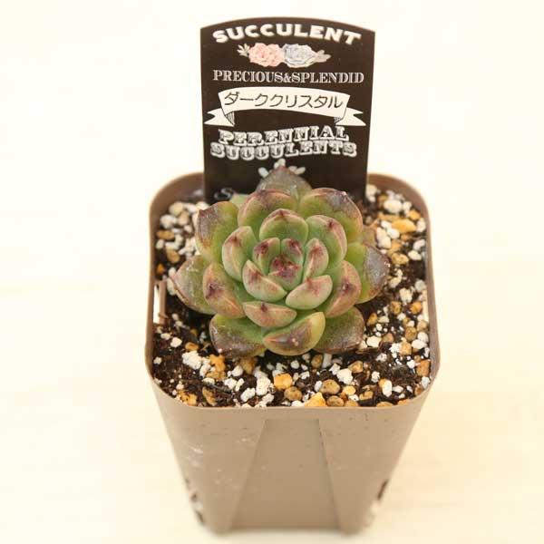 多肉植物 エケベリア ダーククリスタル 7.5cmポット苗 : ハニーミント 