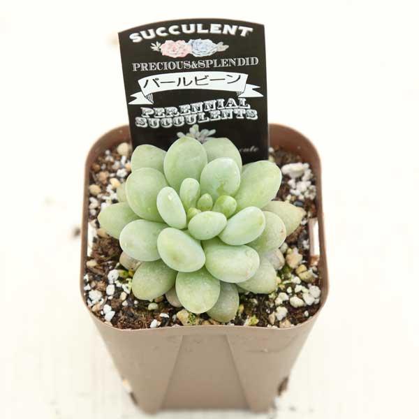 多肉植物 グラプトべリア パールビーン 7.5cmポット苗 : ハニーミント 