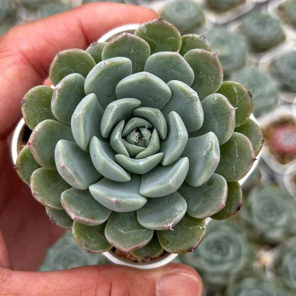 多肉植物 エケベリア アメージンググレイス 7.5cmポット苗 : ハニー