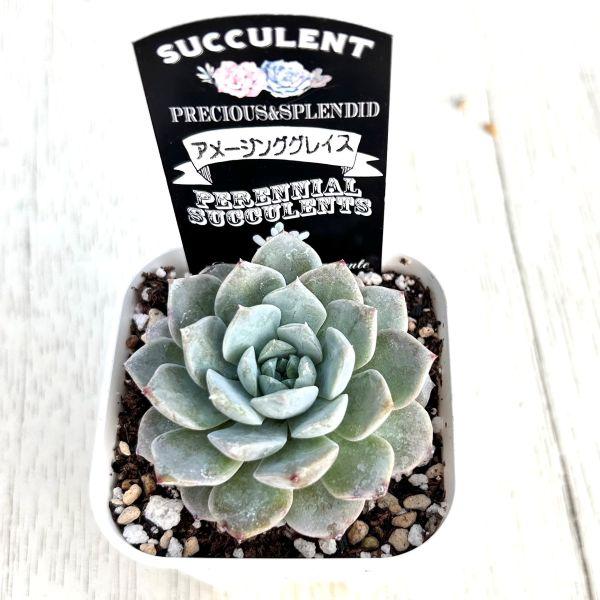 多肉植物 エケベリア アメージンググレイス 7.5cmポット苗 : ハニー