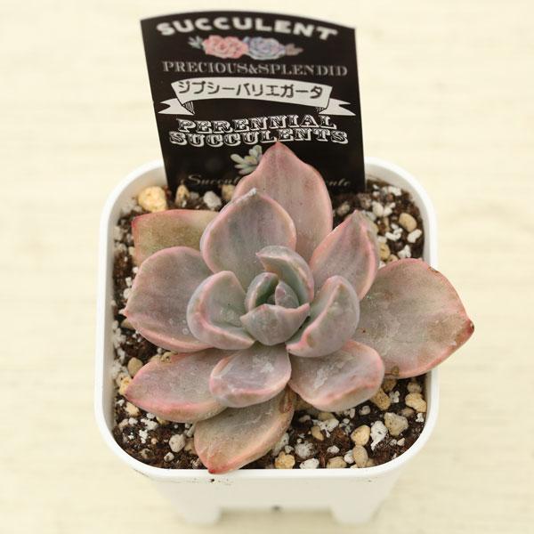多肉植物 グラプトべリア ジプシーバリエガータ 7.5cmポット苗