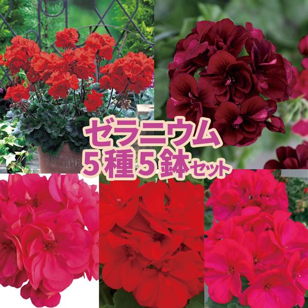 当店農場生産】ゼラニウム 5種類5鉢セット 9cmポット苗 強くて大輪咲き