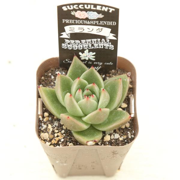 注目の福袋！ 多肉植物 エケベリア アガボイデス ミランダ 7.5cmポット