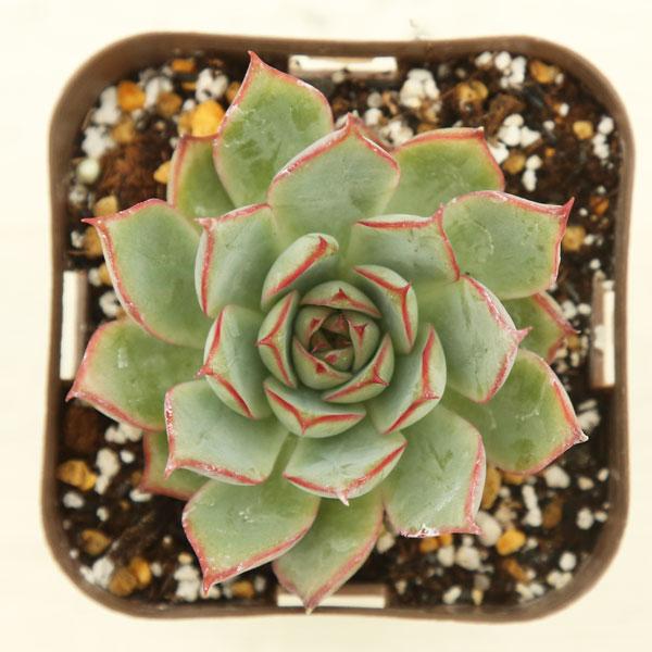 多肉植物 エケベリア ヨンドン 7.5cmポット苗 : ハニーミント - 通販