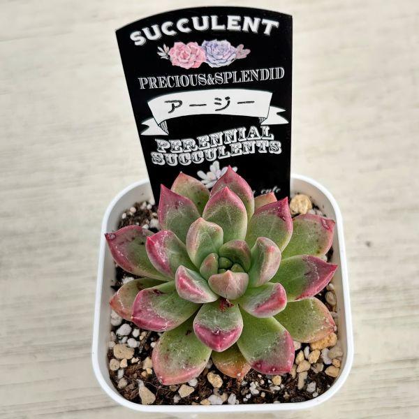 多肉植物 エケベリア アージー 7.5cmポット苗 : ハニーミント - 通販