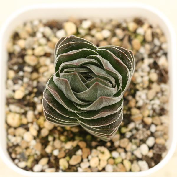 多肉植物 クラッスラ キムナッキー 7.5cmポット苗 : ハニーミント