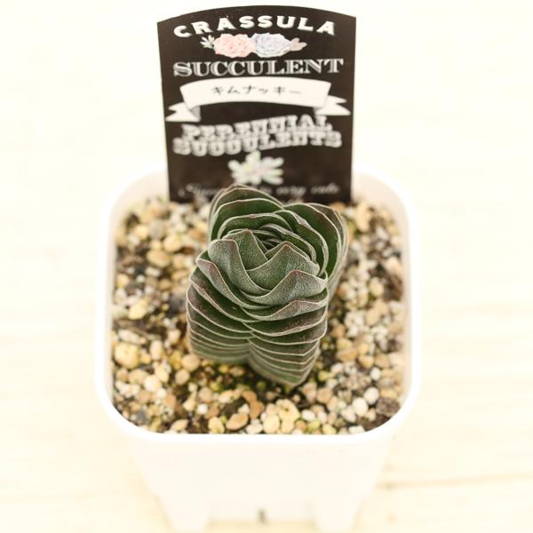 多肉植物 クラッスラ キムナッキー 7.5cmポット苗 : ハニーミント