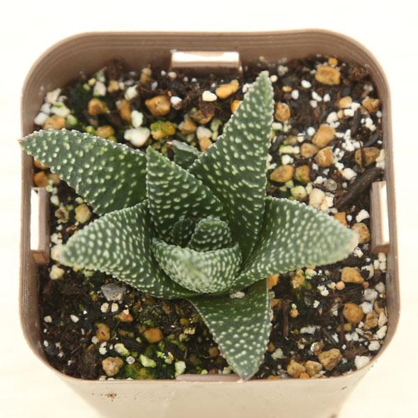 多肉植物 ハオルチア ロイヤルハイネス 7.5cmポット苗 : ハニーミント