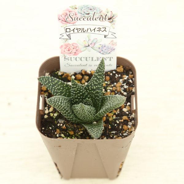 多肉植物 ハオルチア ロイヤルハイネス 7.5cmポット苗 : ハニーミント
