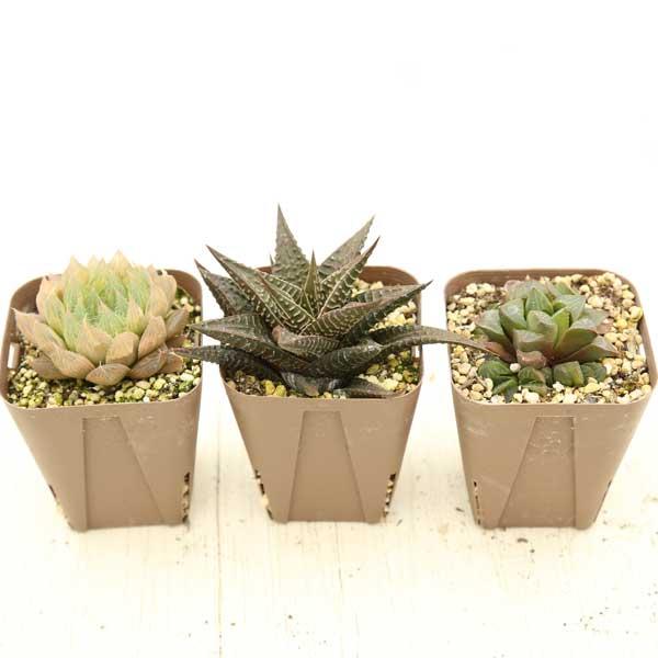 多肉植物 ハオルチア 7種類セット 2/18更新 : ハニーミント