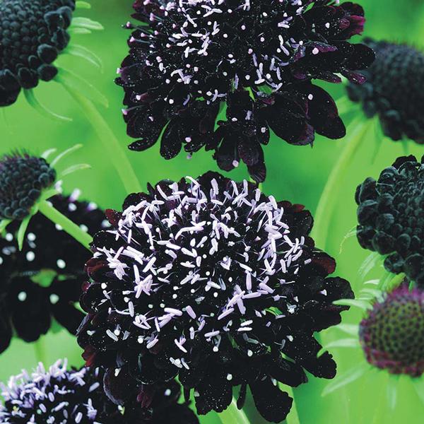 当店農場生産】スカビオサ ブラックナイト 9cmポット苗 大輪のお花が