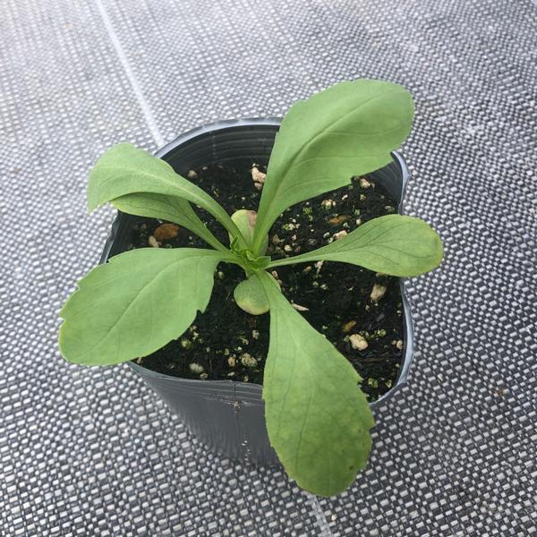 当店農場生産】スカビオサ ブラックナイト 9cmポット苗 大輪のお花が