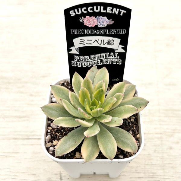 多肉植物 エケベリア ミニベル錦 7.5cmポット苗 : ハニーミント 多肉植物 エケベリア ミニベル錦 7.5cmポット苗 : ハニーミント