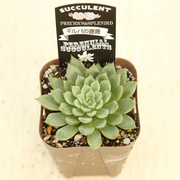 多肉植物 エケベリア ギルバの薔薇 7.5cmポット苗 : ハニーミント