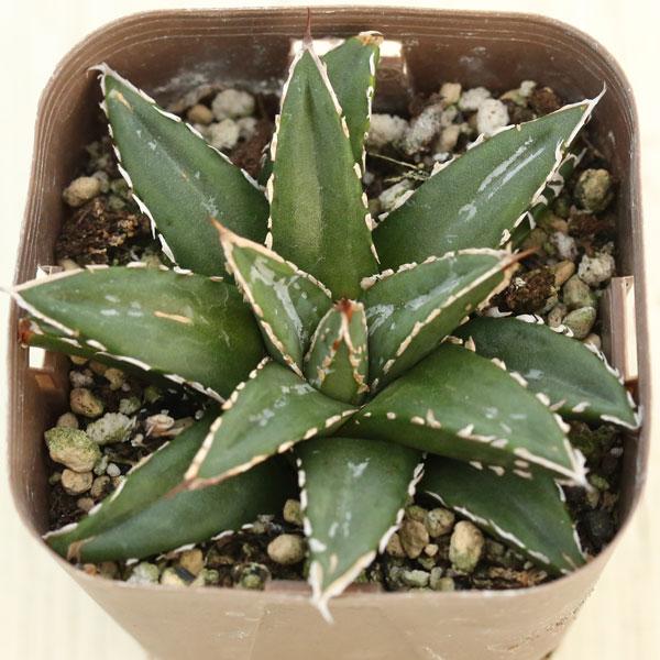 多肉植物 アガベ ビクトリアレジーナ 7.5cmポット苗 : ハニーミント