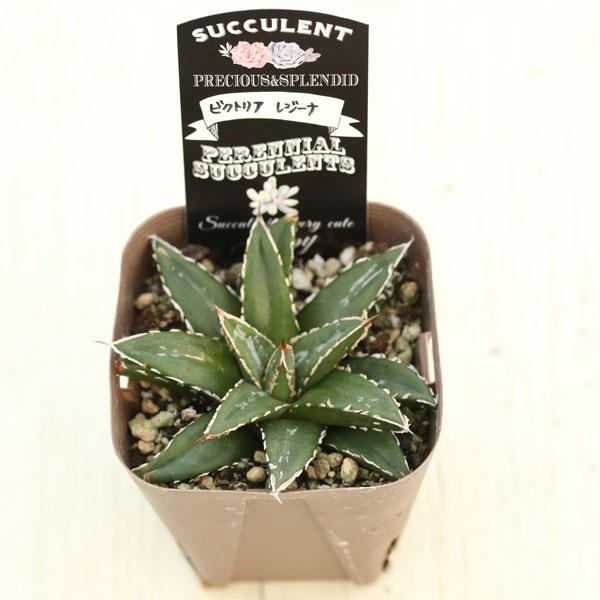 多肉植物 アガベ ビクトリアレジーナ 7.5cmポット苗 : ハニーミント