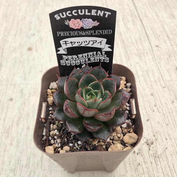 多肉植物 エケベリア キャッツアイ 7.5cmポット苗 : ハニー 多肉植物 エケベリア キャッツアイ 7.5cmポット苗 : ハニー