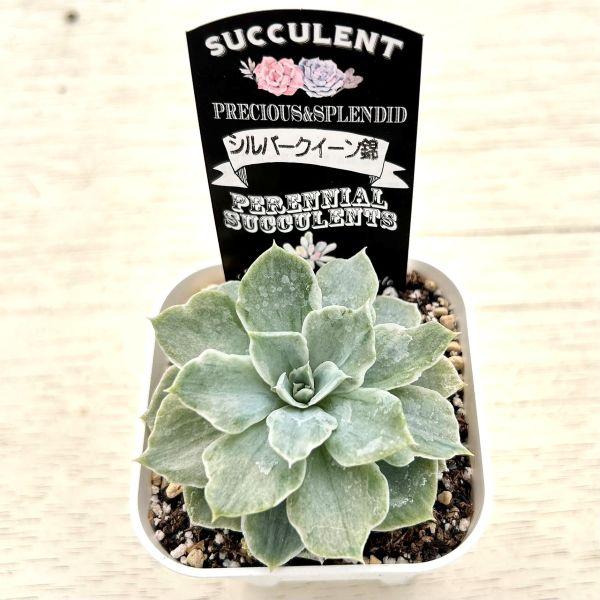 多肉植物 エケベリア シルバークイーン錦 7.5cmポット苗 : ハニー