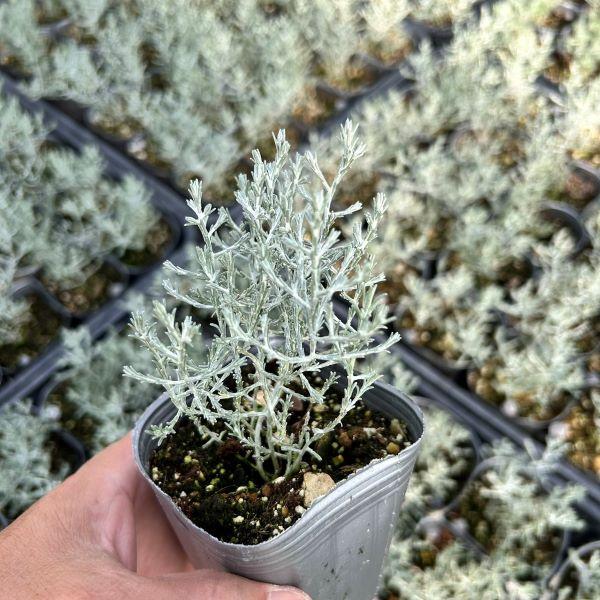 当店農場生産】カロケファルス シルバーボーイ 9cmポット苗 : ハニー