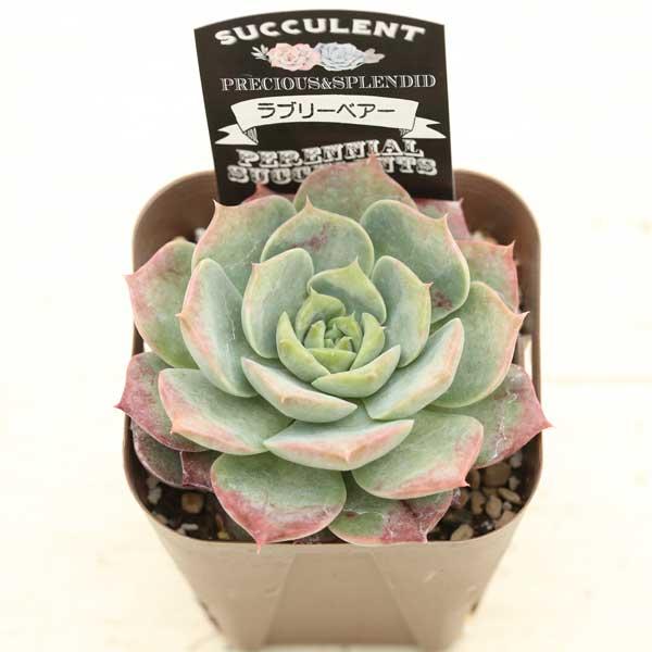 多肉植物 エケベリア ラブリーベアー 7.5cmポット苗 : ハニーミント