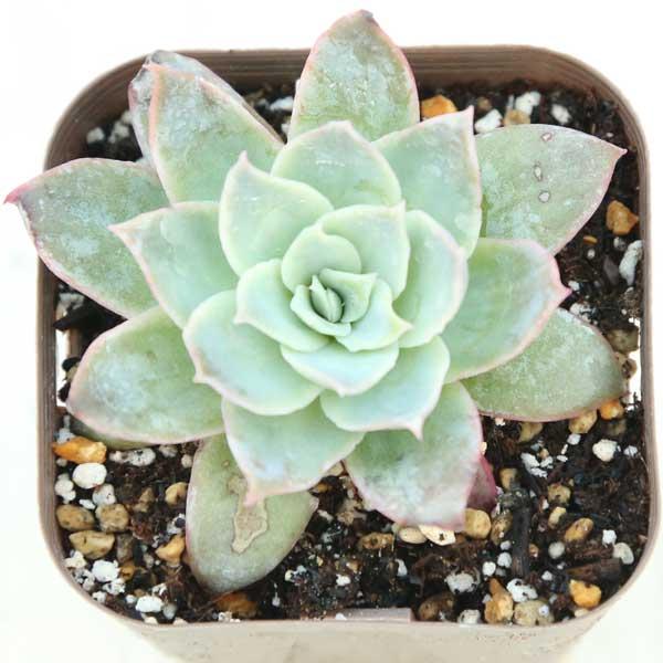 多肉植物 エケベリア ボイユローズ 7.5cmポット苗 10007531ハニーミント 通販 Yahoo!ショッピング