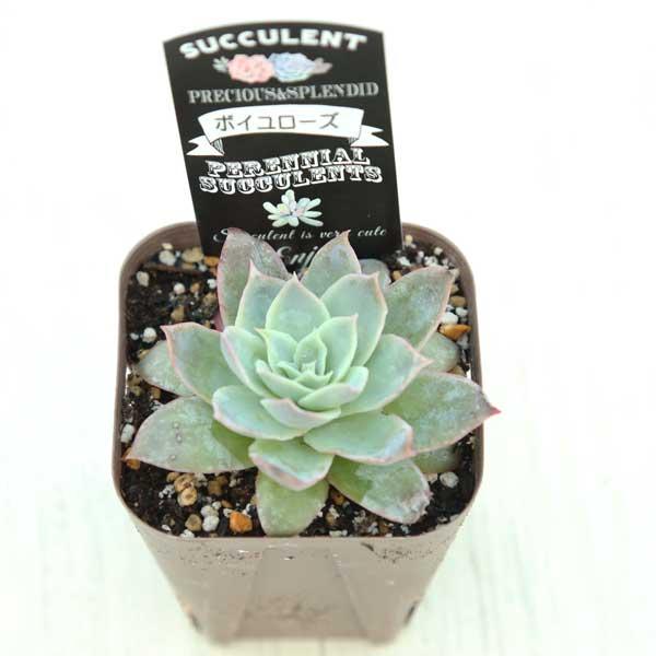 多肉植物 エケベリア ボイユローズ 7.5cmポット苗 10007531ハニーミント 通販 Yahoo!ショッピング
