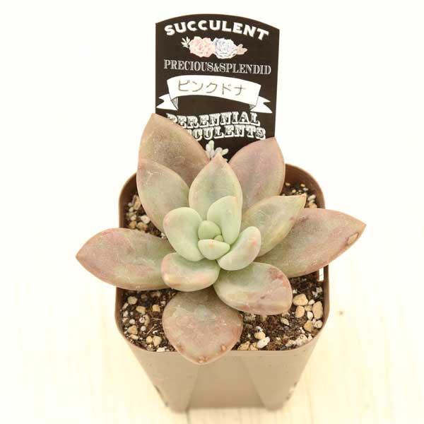 多肉植物 エケベリア ピンクドナ 7.5cmポット苗 : ハニーミント - 通販