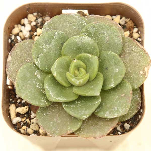 多肉植物 アエオニウム リリーパッド 7.5cmポット苗 : ハニーミント