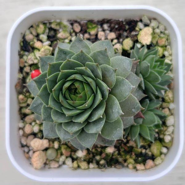 多肉植物 センペルビウム ブラウニー 7.5cmポット苗 : ハニーミント
