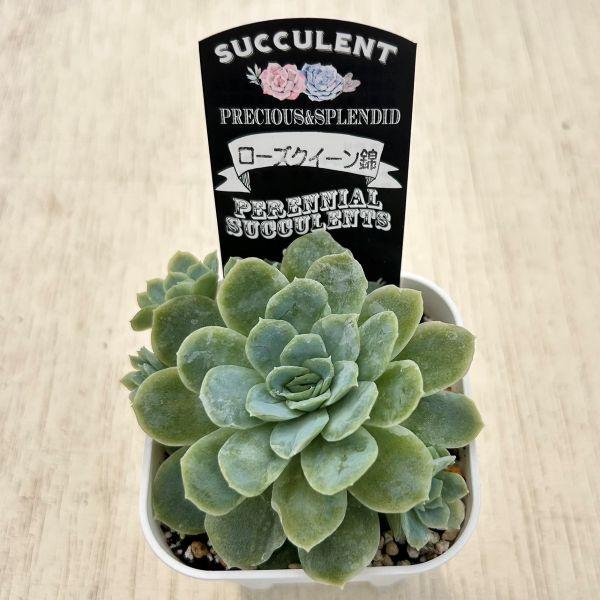多肉植物 エケベリア ローズクイーン錦 7.5cmポット苗 : ハニーミント