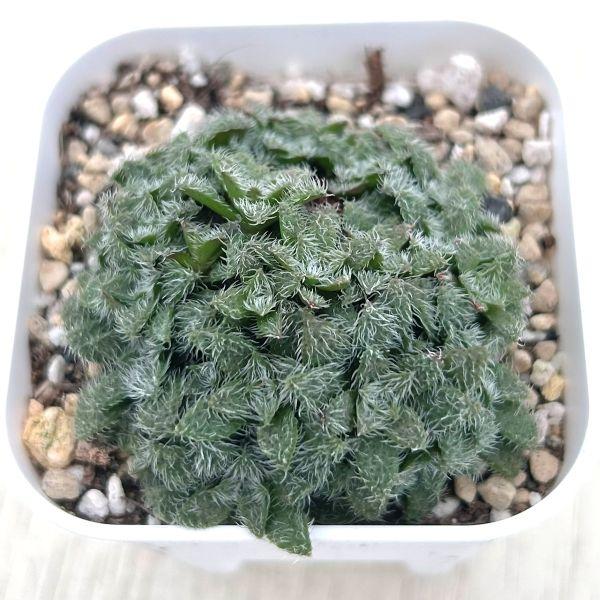 多肉植物 クラッスラ トランスバール 7.5cmポット苗 : ハニーミント