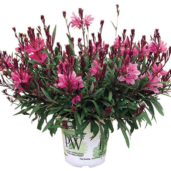 当店農場生産】ガウラ リリポップピンク PW 9cmポット苗 耐寒性多年草