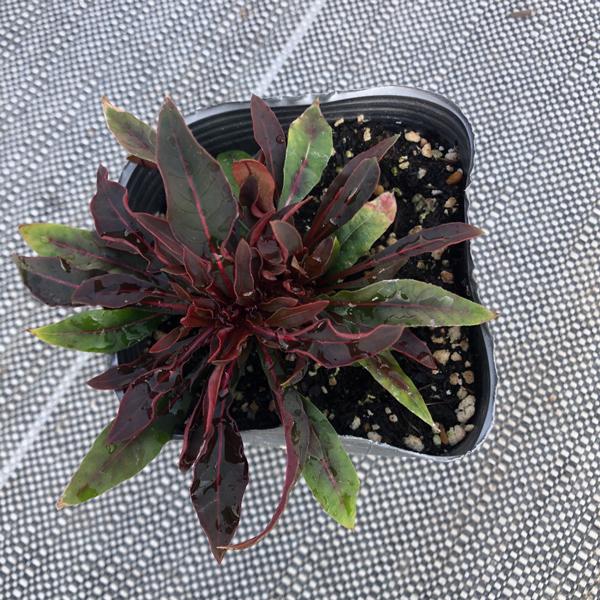 当店農場生産】ガウラ リリポップピンク PW 9cmポット苗 耐寒性多年草