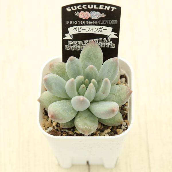 多肉植物 パキフィツム ベビーフィンガー 7.5cmポット苗 : ハニー