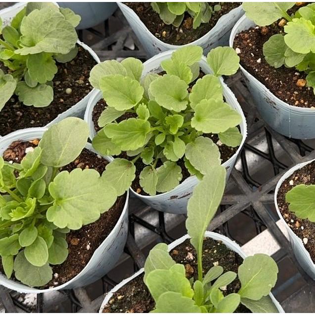 提携農場生産】フリル咲きビオラ「モココ」 9cmポット苗 花壇や寄せ