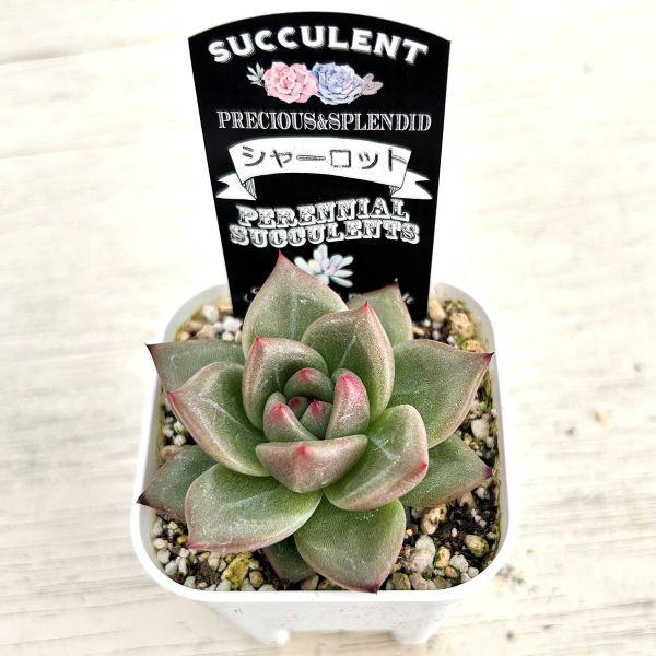 多肉植物 エケベリア シャーロット 7.5cmポット苗 : ハニーミント