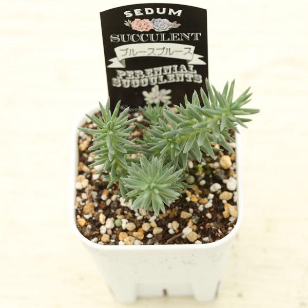 多肉植物 セダム ブルースプルース 7.5cmポット苗 : ハニーミント