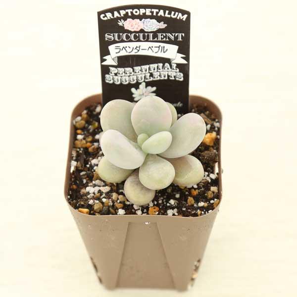 多肉植物 グラプトペタルム アメジスティナム ラベンダーペブル 7.5cm