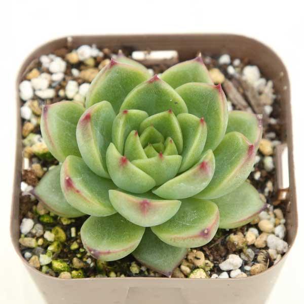 多肉植物 エケベリア ムーンストーン 7.5cmポット苗 : ハニーミント