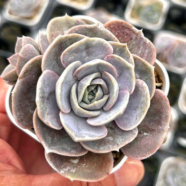 多肉植物 エケベリア ブルーサプライズ 7.5cmポット苗 : ハニーミント