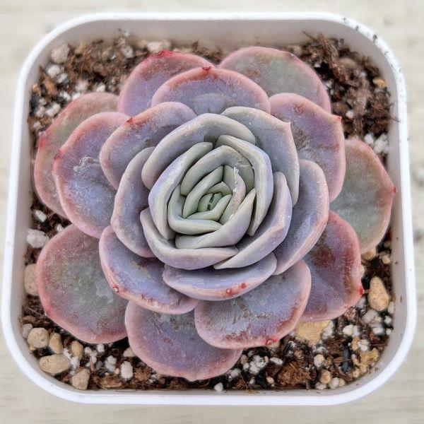多肉植物 ブルーサプライズ錦♡希少抜き苗 【公式通販】