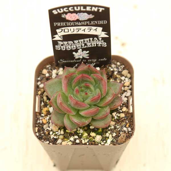 多肉植物 エケベリア フロリディティ 7.5cmポット苗 : ハニーミント