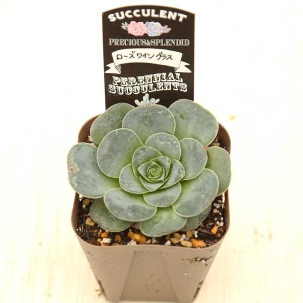 多肉植物 アエオニウム ローズワイングラス 7.5cmポット苗 10007675ハニーミント 通販 Yahoo!ショッピング