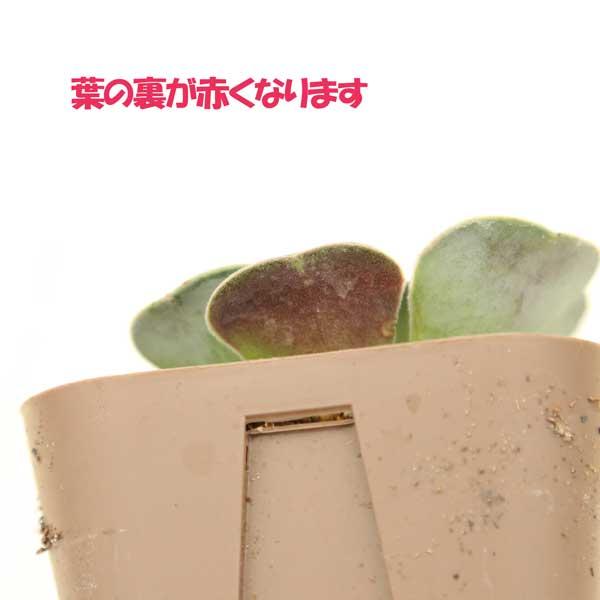 多肉植物 アエオニウム ローズワイングラス 7.5cmポット苗 : ハニー 