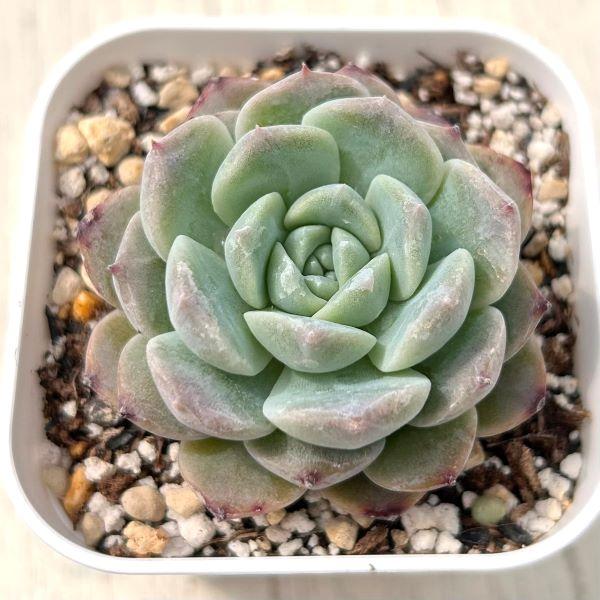 多肉植物 エケベリア ストロベリージャム 7.5cmポット苗 : ハニー
