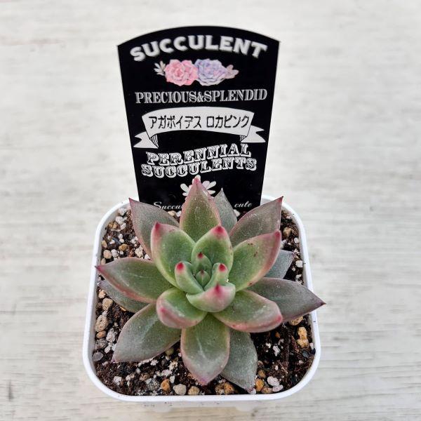 多肉植物 エケベリア アガボイデス ロカピンク 7.5cmポット苗 : ハニー