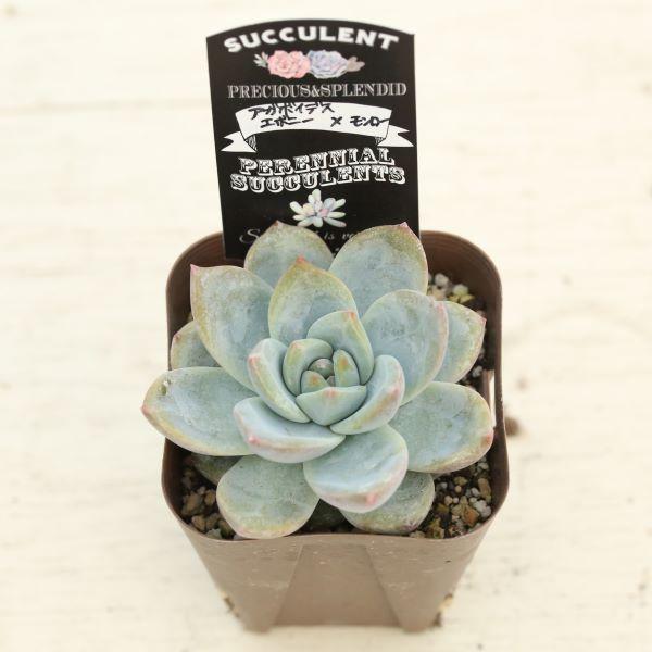 多肉植物 エケベリア アガボイデスエボニー×モンロー 7.5cmポット苗 
