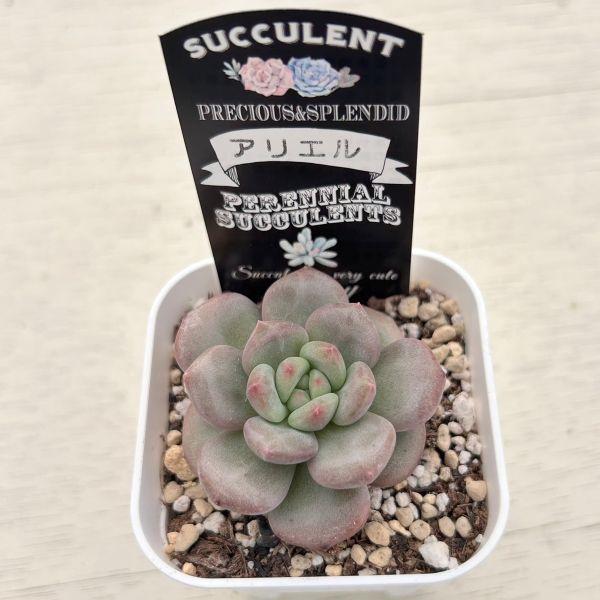 多肉植物 エケベリア アリエル 7.5cmポット苗 : ハニーミント - 通販