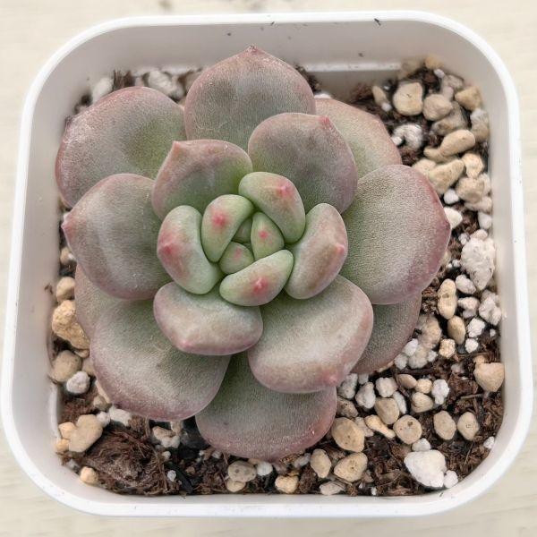 アリエル錦　小苗　多肉植物 多肉植物 エケベリア アリエル（凌雪） 7.5cmポット苗 : ハニーミント