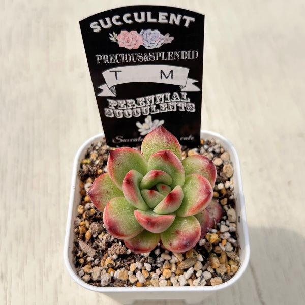 多肉植物 エケベリア TM 7.5cmポット苗 : ハニーミント - 通販 - Yahoo